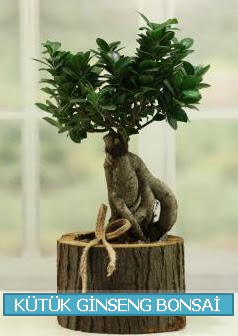 Ktk aa ierisinde ginseng bonsai  anlurfa hediye sevgilime hediye iek 