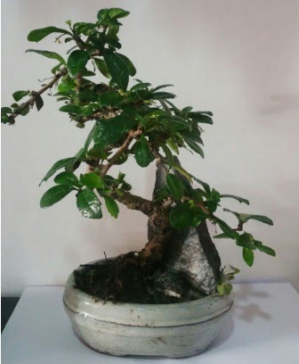 S eklinde ithal bonsai aac  anlurfa iek online iek siparii 