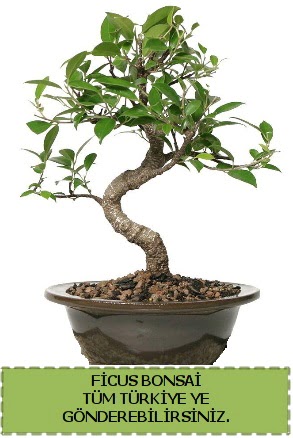 Ficus bonsai  anlurfa hediye sevgilime hediye iek 