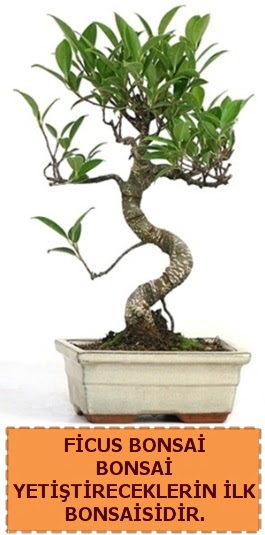 Ficus bonsai 15 ile 25 cm arasndadr  anlurfa iek online iek siparii 