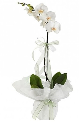 Tekli Beyaz Orkide  anlurfa online ieki , iek siparii 