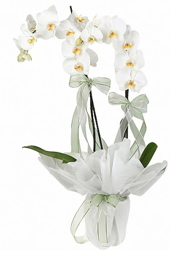 ift Dall Beyaz Orkide  anlurfa iek siparii sitesi 
