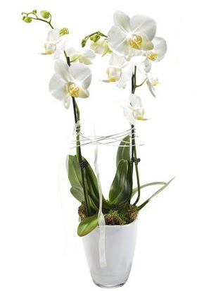 2 dall beyaz seramik beyaz orkide sakss  anlurfa hediye sevgilime hediye iek 