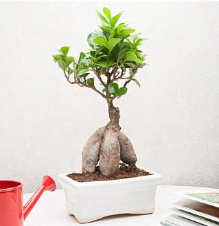 Exotic Ficus Bonsai ginseng  anlurfa internetten iek siparii 
