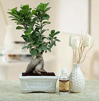 Ginseng ficus bonsai  anlurfa iek yolla 