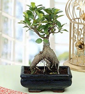 Appealing Ficus Ginseng Bonsai  anlurfa iek siparii sitesi 