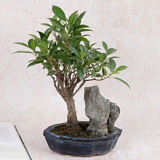 Japon aac Evergreen Ficus Bonsai  anlurfa hediye sevgilime hediye iek 