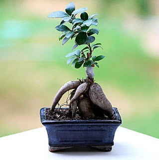 Marvellous Ficus Microcarpa ginseng bonsai  anlurfa ieki telefonlar 