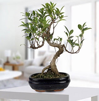 Gorgeous Ficus S shaped japon bonsai  anlurfa cicekciler , cicek siparisi 
