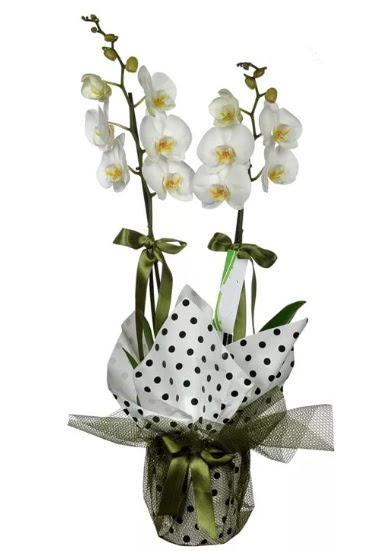 ift Dall Beyaz Orkide  anlurfa ieki maazas 