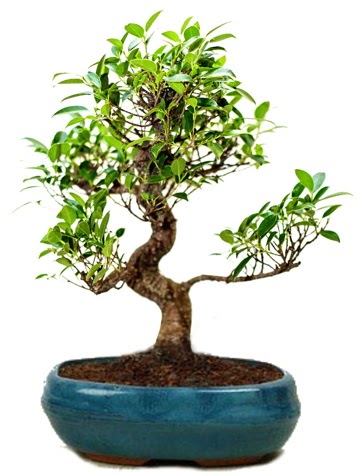 25 cm ile 30 cm aralığında Ficus S bonsai  Şanlıurfa hediye sevgilime hediye çiçek 