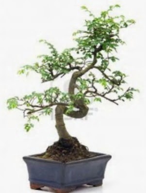 S gvde bonsai minyatr aa japon aac  anlurfa kaliteli taze ve ucuz iekler 