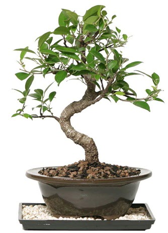 Altn kalite Ficus S bonsai  anlurfa iek maazas , ieki adresleri  Sper Kalite