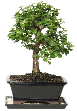 15 cm civar Zerkova bonsai bitkisi  anlurfa nternetten iek siparii 