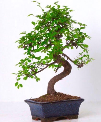 S gvdeli bonsai minyatr aa japon aac  anlurfa hediye sevgilime hediye iek 