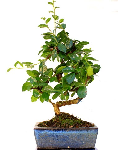 S gvdeli carmina bonsai aac  anlurfa iek online iek siparii  Minyatr aa