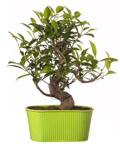 Ficus S gövdeli muhteşem bonsai  Şanlıurfa İnternetten çiçek siparişi 