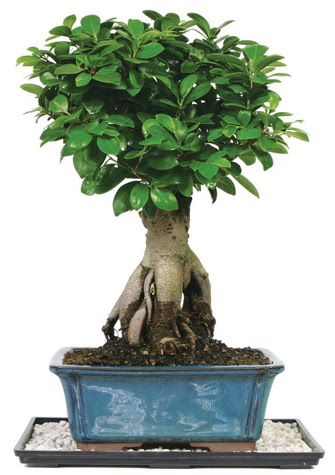 Bonsai Ginsing Grafted Ficus Bonsai  anlurfa iek online iek siparii 
