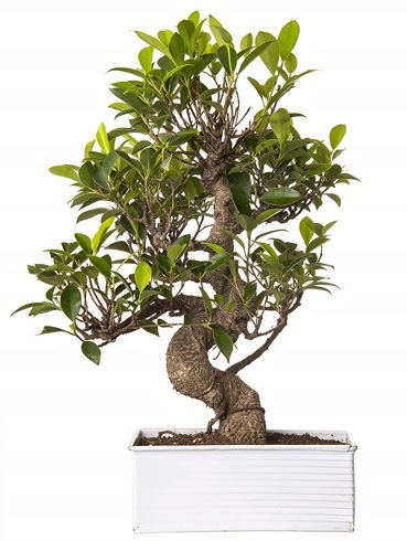 Exotic Green S Gvde 6 Year Ficus Bonsai  anlurfa hediye sevgilime hediye iek 