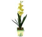 Özel Yapay Orkide Sari  Şanlıurfa 14 şubat sevgililer günü çiçek 