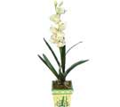 Özel Yapay Orkide Beyaz   Şanlıurfa uluslararası çiçek gönderme 