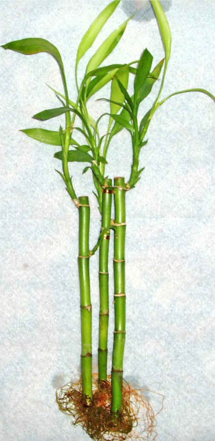Lucky Bamboo 3 adet vazo hediye edilir   anlurfa iek , ieki , iekilik 