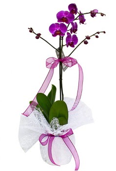 Tek dallı mor orkide  Şanlıurfa çiçek mağazası , çiçekçi adresleri 