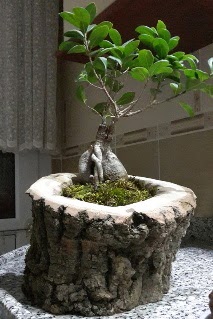 Ahşap kütük içerisinde ginseng bonsai  Şanlıurfa çiçek gönderme 