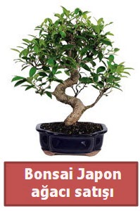 Japon ağacı bonsai satışı  Şanlıurfa İnternetten çiçek siparişi 