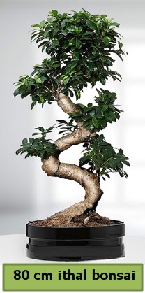 80 cm özel saksıda bonsai bitkisi  Şanlıurfa çiçek mağazası , çiçekçi adresleri 