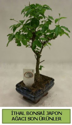 İthal bonsai japon ağacı bitkisi  Şanlıurfa internetten çiçek satışı 