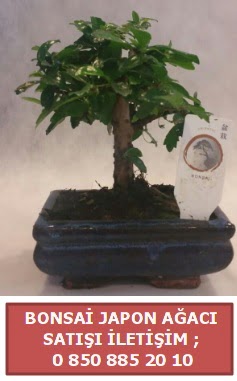 Japon ağacı minyaür bonsai satışı  Şanlıurfa kaliteli taze ve ucuz çiçekler 