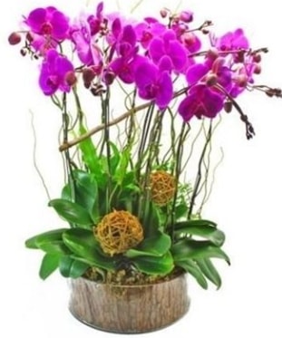 Ahşap kütükte lila mor orkide 8 li  Şanlıurfa çiçek gönderme sitemiz güvenlidir 