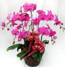 Sepet içerisinde 5 dallı lila orkide  Şanlıurfa yurtiçi ve yurtdışı çiçek siparişi 