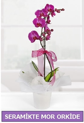 Seramik içerisinde birinci kalite tek dallı mor orkide  Şanlıurfa anneler günü çiçek yolla 