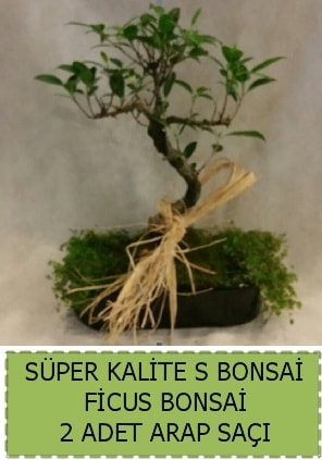 Ficus S Bonsai ve arap saçı  Şanlıurfa çiçek mağazası , çiçekçi adresleri 