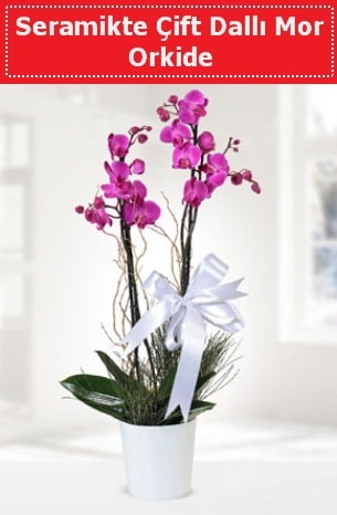Seramikte Çift Dallı Mor Orkide  Şanlıurfa çiçek siparişi sitesi 