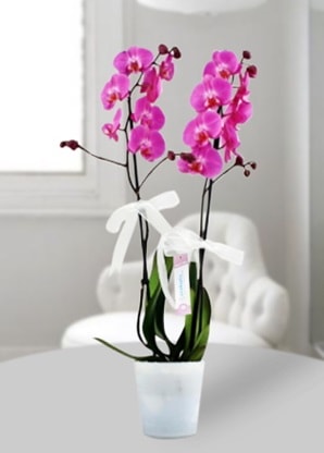 Çift dallı mor orkide  Şanlıurfa çiçek yolla 